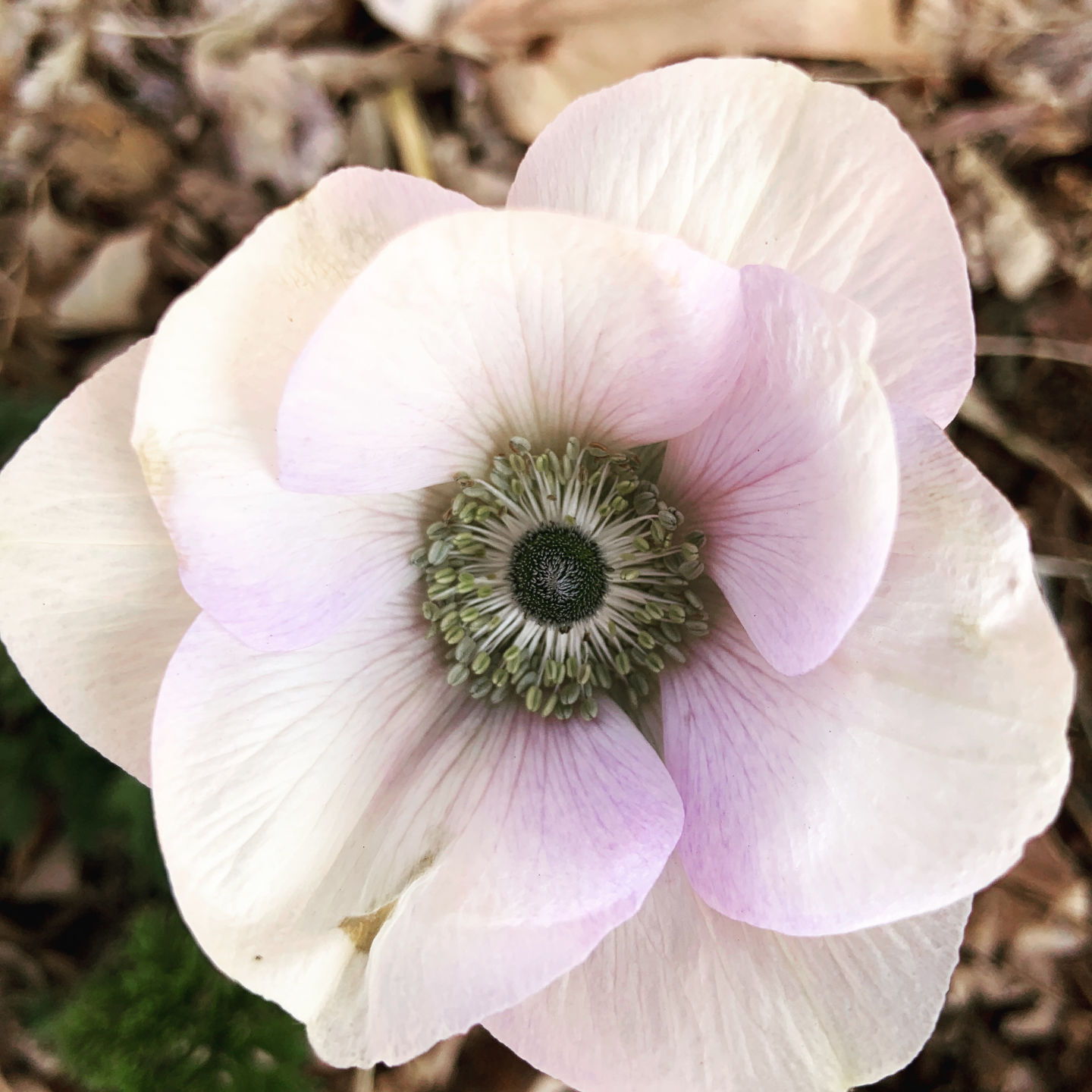 LFH-Taking time to notice the anemone flower.JPG